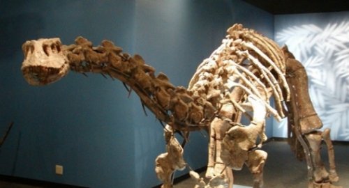 Судлаачид динозаврын "мах" олж илрүүлжээ