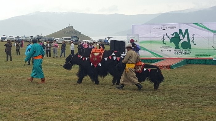 “Монгол сарлаг” фестиваль болно