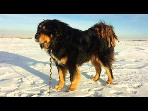 Монгол нохойн тухай маш сонирхолтой мэдээлэл