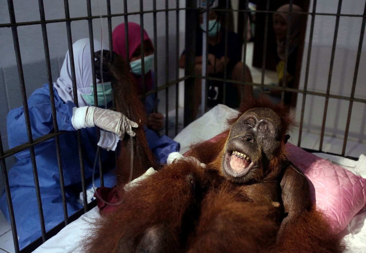 Индонез улсад 74 удаа буудуулсан орангутан амьд гарчээ