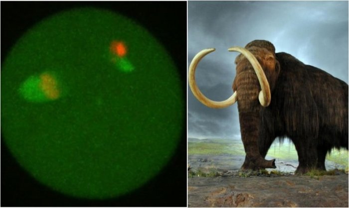 Орос, Японы эрдэмтэд 28,000 жилийн настай арслан зааны эсүүдийг дахин амьдруулжээ