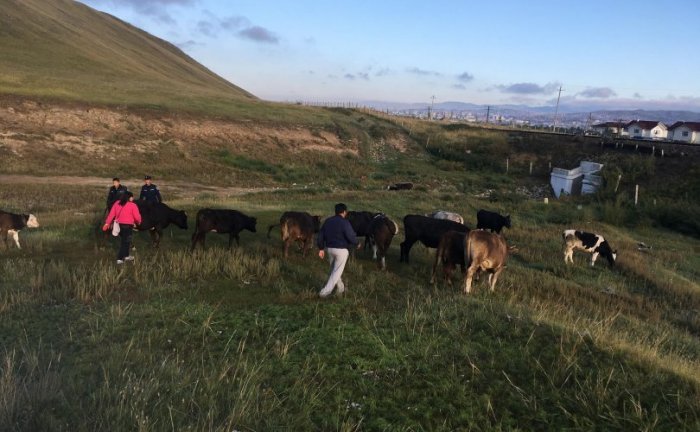 Мал аж ахуй эрхлэхийг хориглосон бүсээс 10 өрхийн нийт 101 толгой малыг гаргав Мал аж ахуй эрхлэхийг хориглосон бүсээс 10 өрхийн нийт 101 толгой малыг гаргав