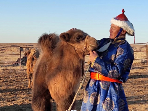 С.Төмөр: Тарга хүч сайтай тэмээ 2-3 жилийн ган гачгийг давах чадвартай