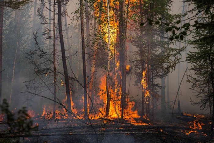 Улсын хэмжээнд ойн 3 түймэр асаж байна