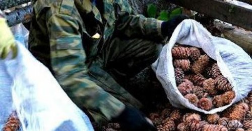 Нэг килограмм самар 22 мянган төгрөгийн үнэтэй байна