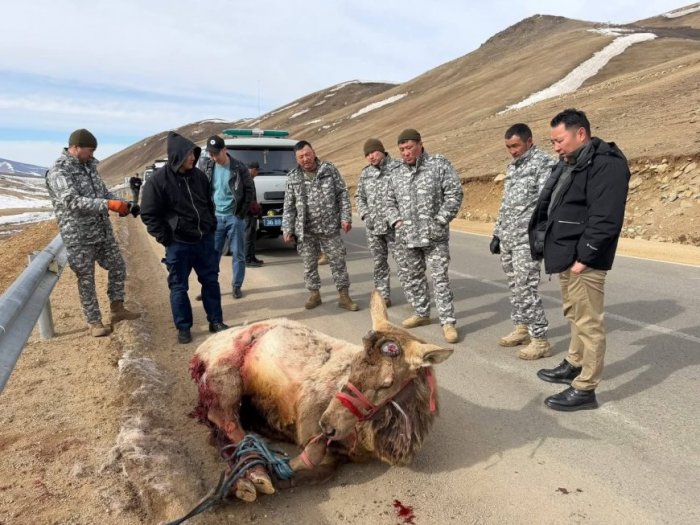 Шархдсан бугыг аюулгүй газарт хүргэж, арга хэмжээ авч байна