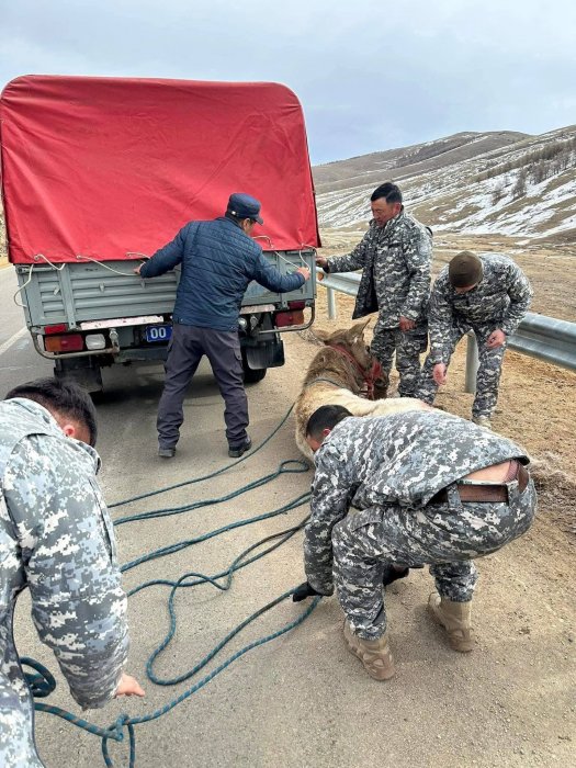 Шархдсан бугыг аюулгүй газарт хүргэж, арга хэмжээ авч байна