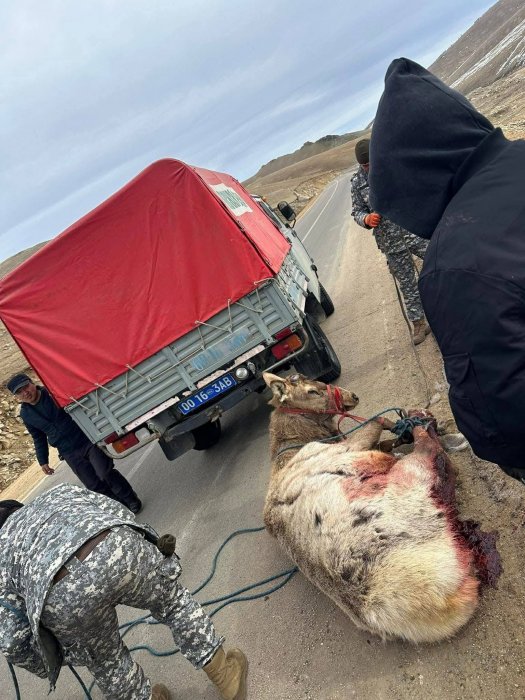 Шархдсан бугыг аюулгүй газарт хүргэж, арга хэмжээ авч байна