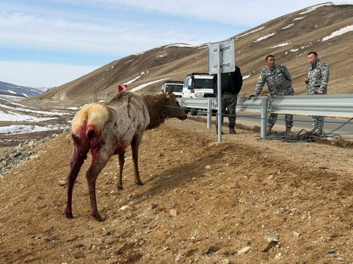 Шархдсан бугыг аюулгүй газарт хүргэж, арга хэмжээ авч байна