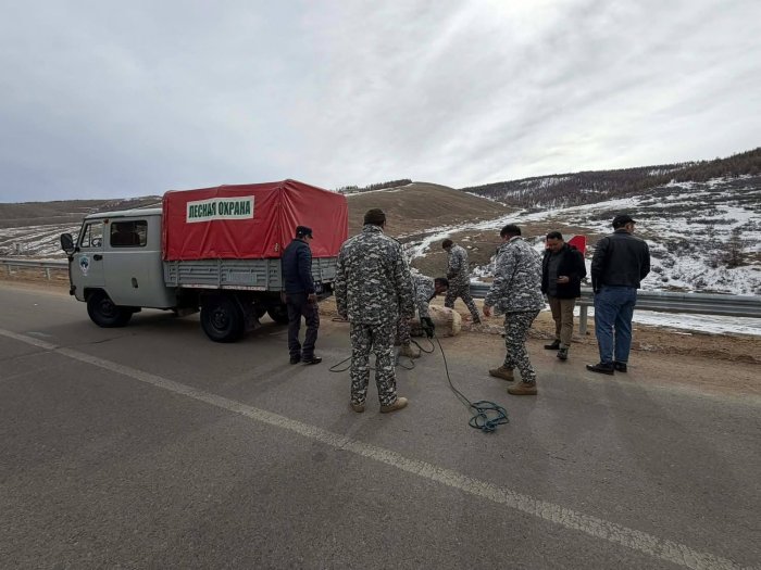 Шархдсан бугыг аюулгүй газарт хүргэж, арга хэмжээ авч байна